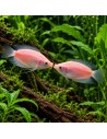 Helostoma Temminckii Pink 4-5cm