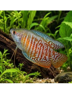 Trich.Lalius Red Coral 4-5cm Pair