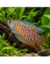Trich.Lalius Red Coral 4-5cm Pair