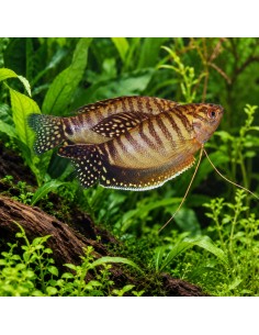 Gourami Gold (Trichopodus trichopterus Gold) 5-6cm