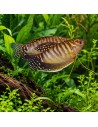 Trichopodus Trichopterus Gold 5-6cm