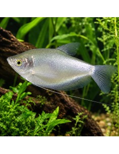 Trichopodus Microlepis 4-5cm