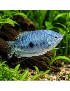 Trichopodus Trichopterus 5-6cm