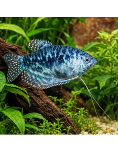 Trichopodus Trichopterus Cosby 5-6cm