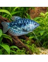 Trichopodus Trichopterus Cosby 5-6cm