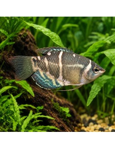 Sphaerichthys Osphromenoides 2-3cm