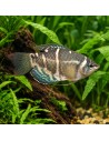 Sphaerichthys Osphromenoides 2-3cm
