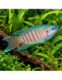 Macropode chinois (Macropodus opercularis) 4-5cm