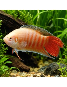 Macropodus Opercularis Albino 4-5cm