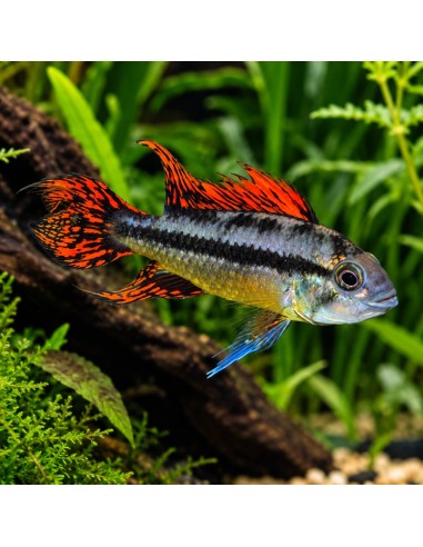 Apistogramma cacatuoides Double Red (Apistogramma cacatuoides Double Red) 3-4cm (couple)