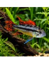 Apistogramma cacatuoides Double Red (Apistogramma cacatuoides Double Red) 3-4cm (couple)