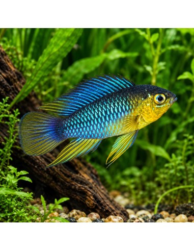Apistogramma borellii (Apistogramma borellii) 2,5-3cm (couple)