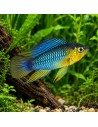 Apistogramma borellii (Apistogramma borellii) 2,5-3cm (couple)