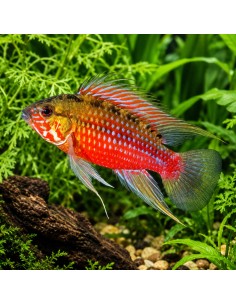Apistogramma Hongsloi Red 3-4cm