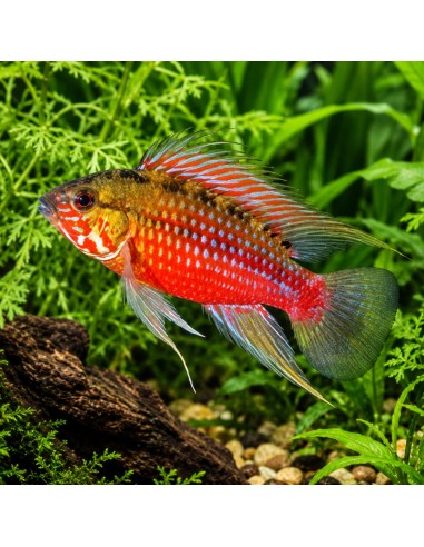 Apistogramma Hongsloi Red 3-4cm