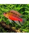 Apistogramma Hongsloi Red 3-4cm