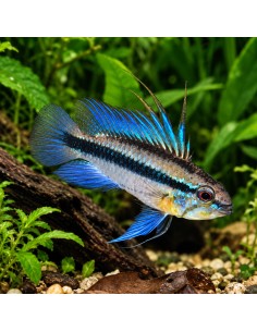 Apistogramma trifasciata (Apistogramma trifasciata) (couple)