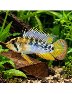 Apistogramma baenschi (Apistogramma baenschi) 3-4cm