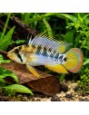 Apistogramma Baenschi 3-4cm