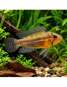 Apistogramma cacatuoides (Apistogramma cacatuoides) 3,5-4,5cm
