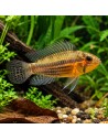 Apistogramma Cacatuoides 3.5-4,5 Cm