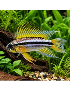 Apistogramma bitaeniata (Apistogramma bitaeniata) 2,5-3cm Pair Wild