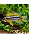 Apistogramma bitaeniata (Apistogramma bitaeniata) 2,5-3cm Pair Wild