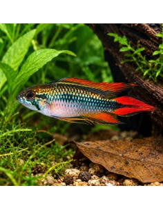 Apistogramma agassizii Double Red (Apistogramma agassizii Double Red) 3-4cm