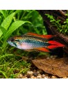 Apistogramma Agassizii Double Red 3-4cm
