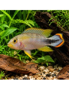 Apistogramma panduro (Apistogramma panduro) 3-4cm (couple)