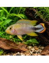 Apistogramma panduro (Apistogramma panduro) 3-4cm (couple)