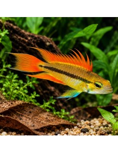 Apistogramma cacatuoides Orange (Apistogramma cacatuoides Orange) 3-4cm
