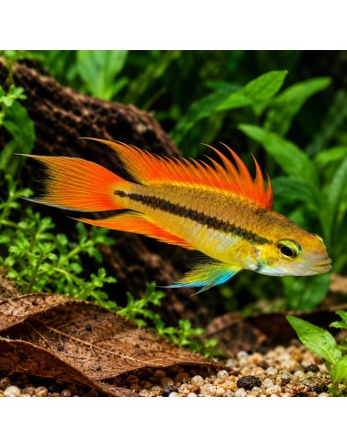 Apistogramma cacatuoides Orange (Apistogramma cacatuoides Orange) 3-4cm