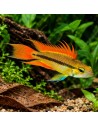 Apistogramma cacatuoides Orange (Apistogramma cacatuoides Orange) 3-4cm