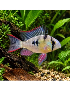 Cichlidé drapeau bolivien (Mikrogeophagus altispinosus)