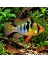 Ramirezi (Mikrogeophagus ramirezi) 4,5-5cm