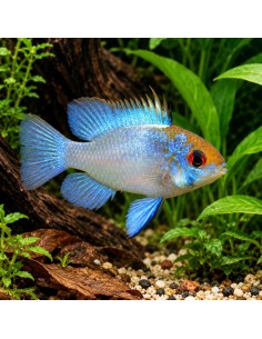 Ramirezi Electric Blue (Mikrogeophagus ramirezi Electric Blue) 3-3,5cm
