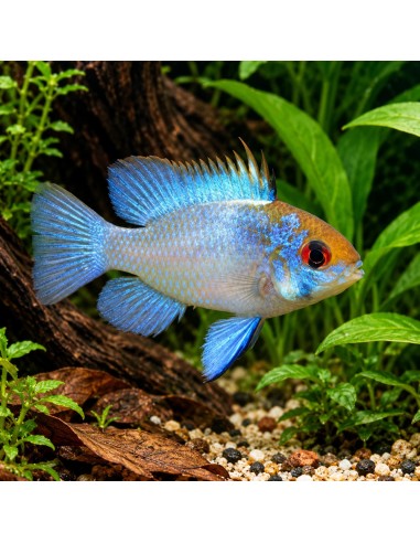Ramirezi Electric Blue (Mikrogeophagus ramirezi Electric Blue) 3-3,5cm