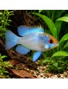 Ramirezi Electric Blue (Mikrogeophagus ramirezi Electric Blue) 3-3,5cm