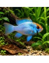 Ramirezi Electric Blue Goldface (Mikrogeophagus ramirezi Electric Blue Goldface) 3,5-4cm