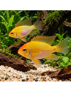 Ramirezi Gold (Mikrogeophagus ramirezi Gold) 3,5-4cm
