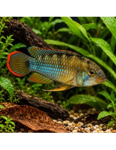 Apistogramma nijsseni (Apistogramma nijsseni) 3-4cm