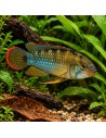 Apistogramma Nijseni 3-4cm