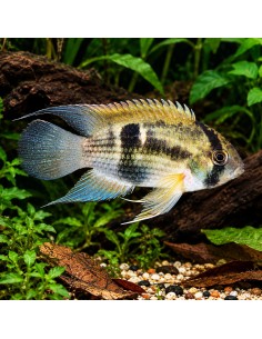 Cleithracara maronii (Cleithracara maronii) 2-2,5cm