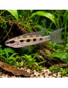 Dicrossus filamentosa (Dicrossus filamentosa) 2-2,5cm Wild