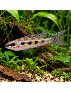 Dicrossus filamentosa (Dicrossus filamentosa) 3-3,5cm Wild