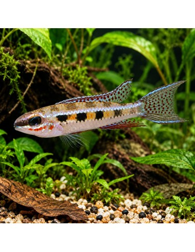 Dicrossus filamentosa (Dicrossus filamentosa) 3-3,5cm Wild