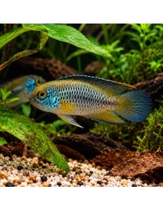 Nannacara anomala (Nannacara anomala) 2-3cm