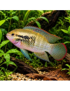 Laetacara dorsigera (Laetacara dorsigera) 3-3,5cm