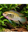 Laetacara dorsigera (Laetacara dorsigera) 3-3,5cm